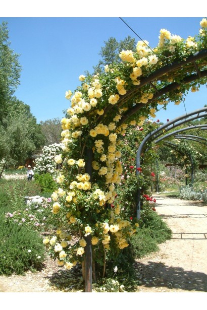 Троянда плетиста Голден Шауерс арка